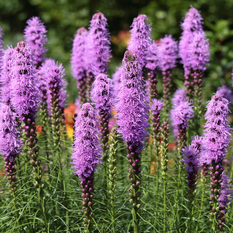 Spiked Blazingstar - Liatris spicata - Plants For Pollinators