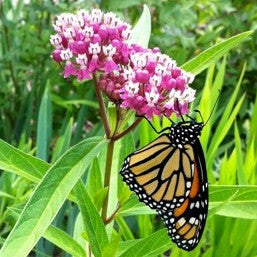 Red Milkweed - Asclepias incarnata - Plants For Pollinators