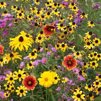 Midwest Wildflower Garden Mix - Plants For Pollinators