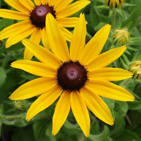 Black-Eyed Susan - Rudbeckia hirta - Plants For Pollinators
