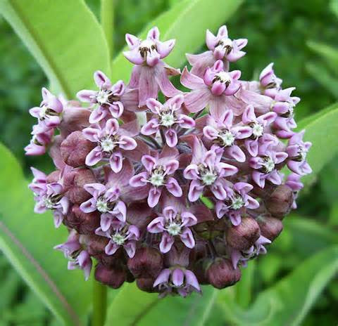 Common Milkweed - Asclepias syriaca - Plants For Pollinators