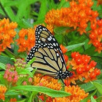 Plants For Butterflies