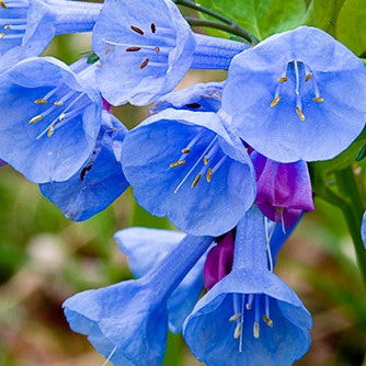 Spring Wildflowers