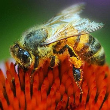 Plants For Bees