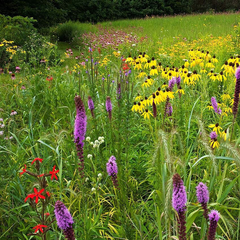 Regional Pollinator Seed Mixes - Free Shipping!
