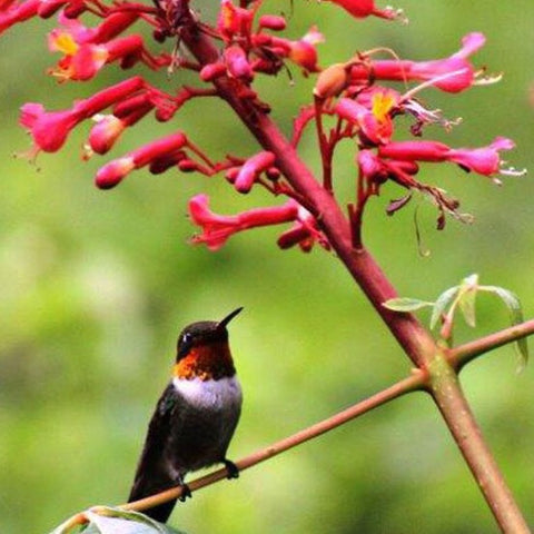 Plants For Hummingbirds