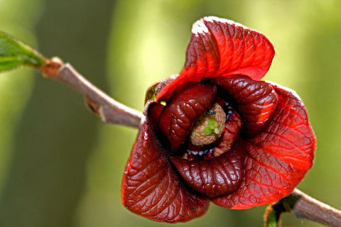 Host Specific Plants