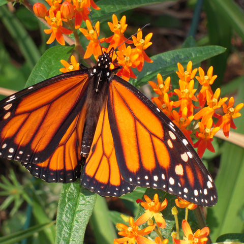 Butterfly Milkweed - Asclepias tuberosa - Plants For Pollinators