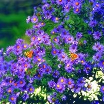 New England Aster - Symphyotrichum novae-angliae - Plants For Pollinators