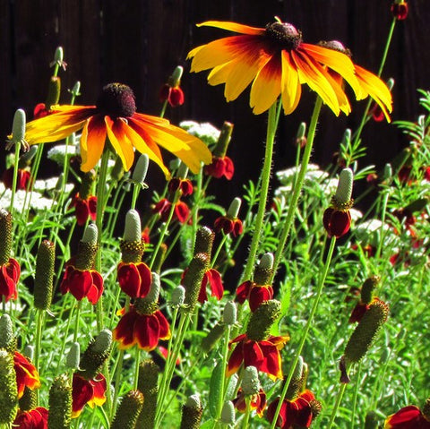 Southwest Wildflower Garden Mix - Plants For Pollinators