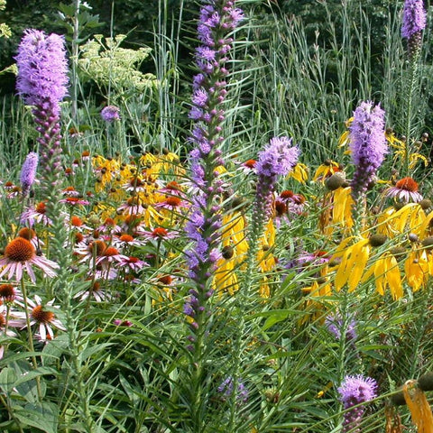 southeast pollinator wildflower seed mix Southeast Wildflower Garden Mix