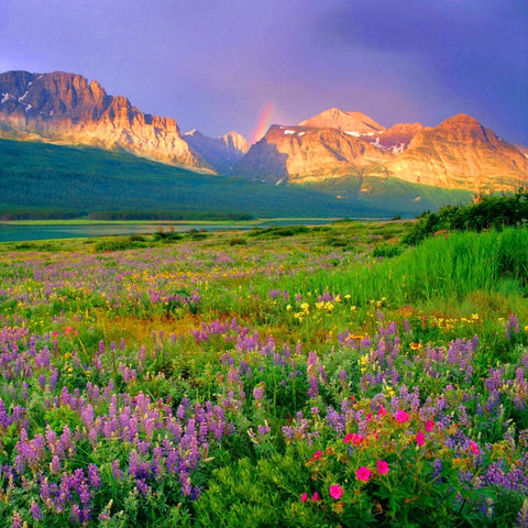 Northwest Wildflower Garden Mix - Plants For Pollinators