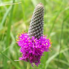 Purple Prairie Clover - Dalea purpurea - Plants For Pollinators